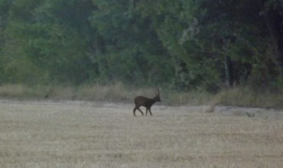 2020-08-07 Chevreuil à Frouville .JPG