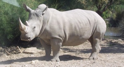 1200px-Rhinocéros_blanc_JHE.jpg