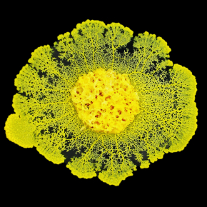 cnrs_20170060_0001_MD.jpg